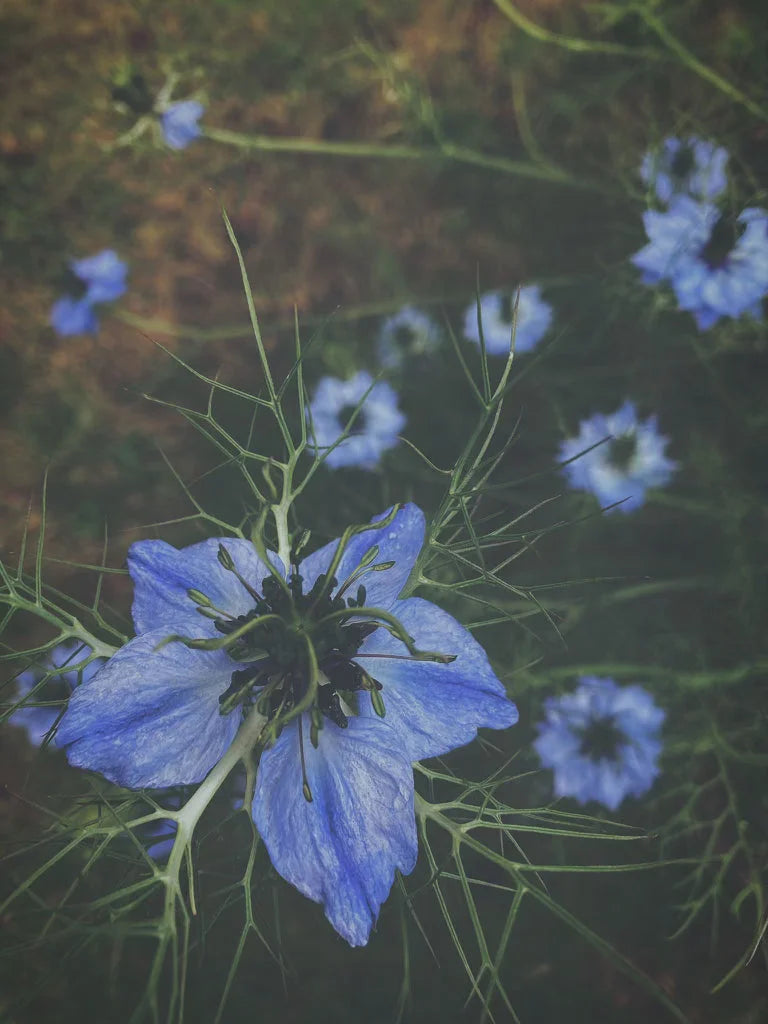 Love in a Mist / Nigella Damascena | Photography Prints - Nature Art Gallery Scotland Worldwide Shipping Vibrant Blue Nigella Scottish