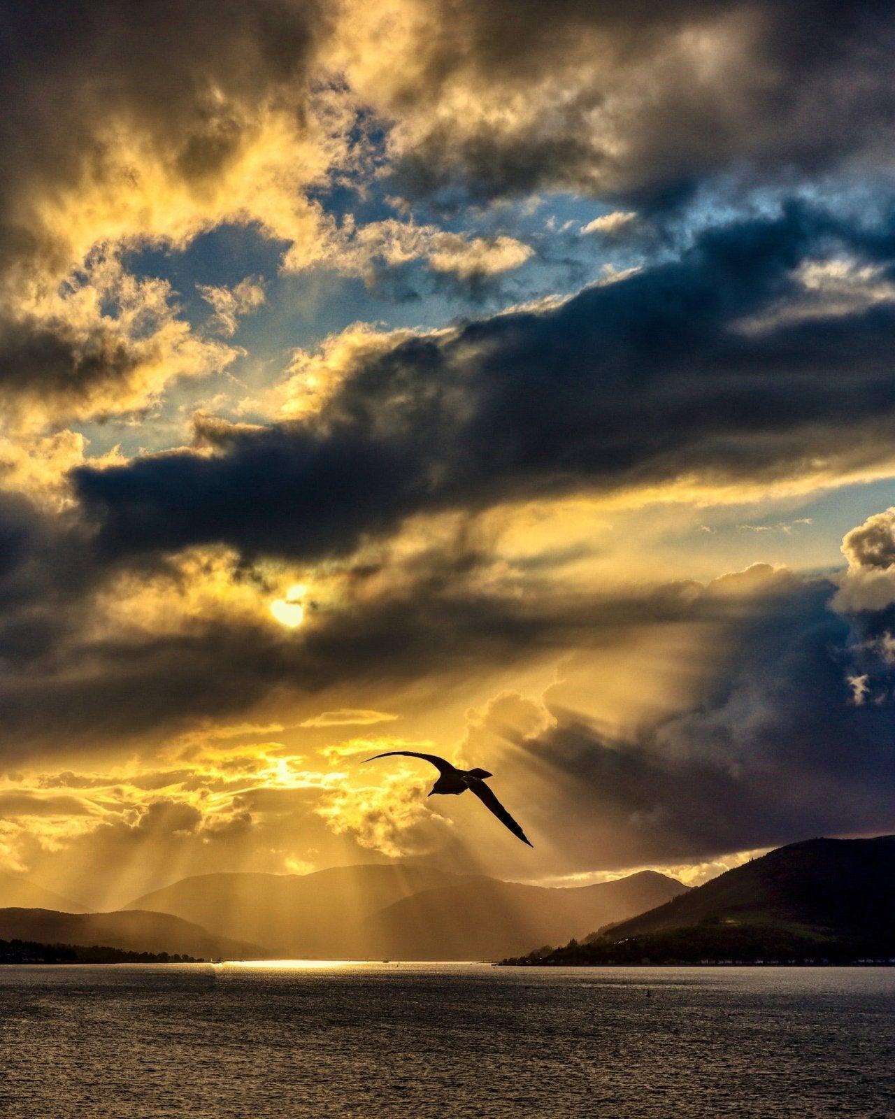 Seagull Clyde Sunset Scottish Landscape Photography-Scottish Landscape Photography-River Clyde Art Gallery-Paintings, Prints, Homeware, Art Gifts From Scotland By Scottish Artist Kevin Hunter