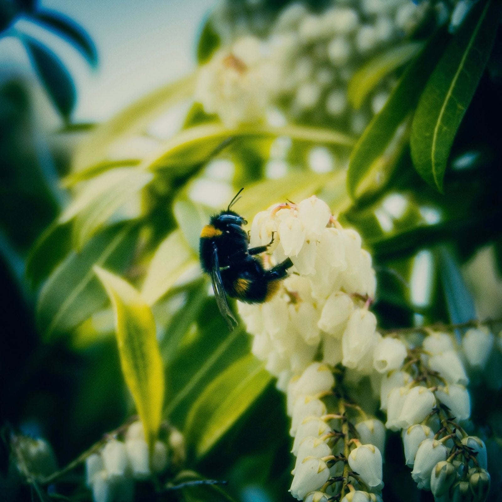 The Pieris And The Bee-Scottish Landscape Photography-Nature Art Gallery-Paintings, Prints, Homeware, Art Gifts From Scotland By Scottish Artist Kevin Hunter